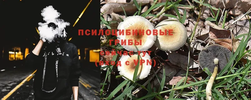 как найти закладки  Спасск-Рязанский  Галлюциногенные грибы Psilocybe 